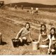 1968 Zber zemiakov na JRD